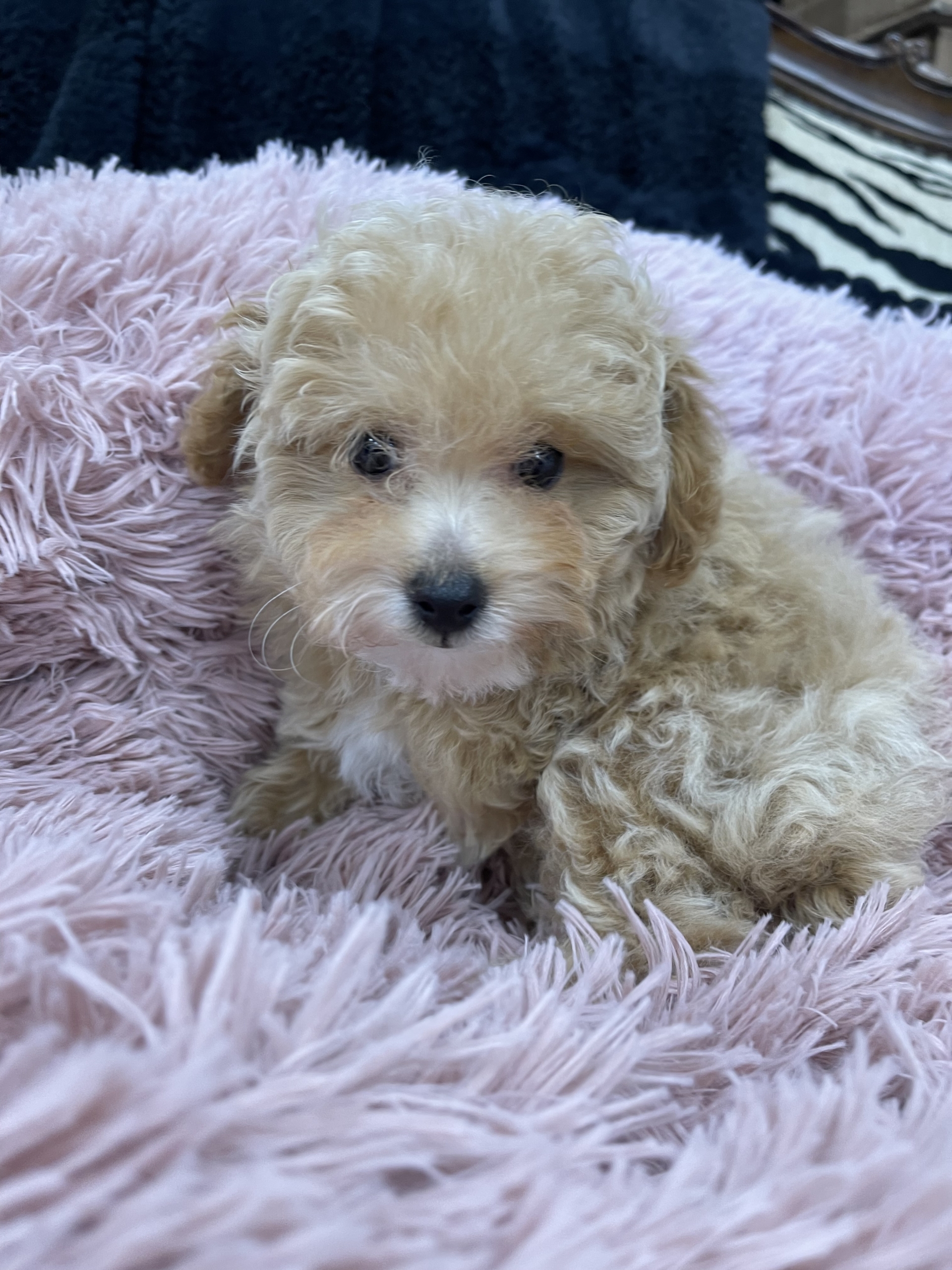 IMG_0895 Hazel (Toy Poodle) - Image 4