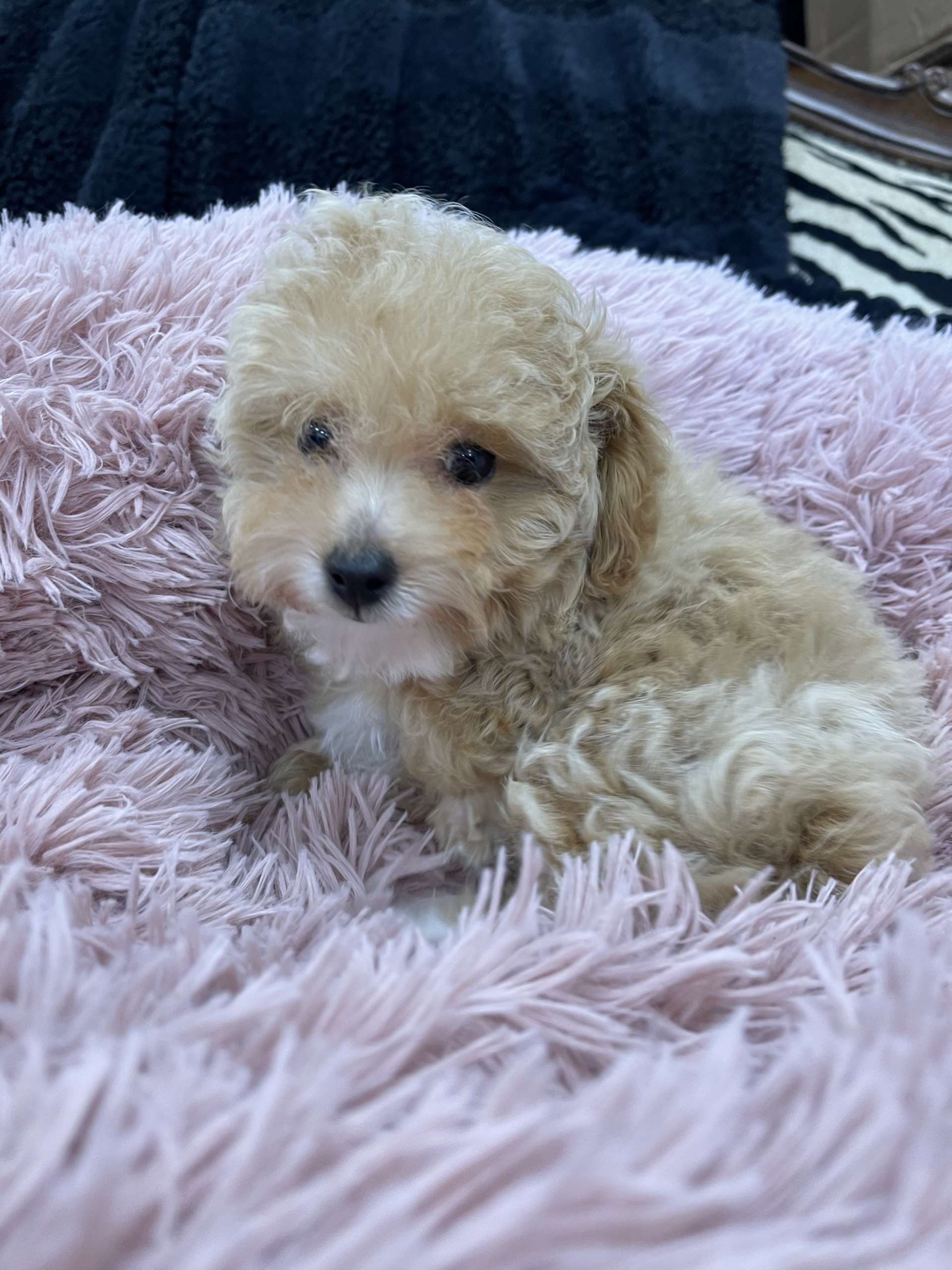 IMG_0899 Hazel (Toy Poodle) - Image 8