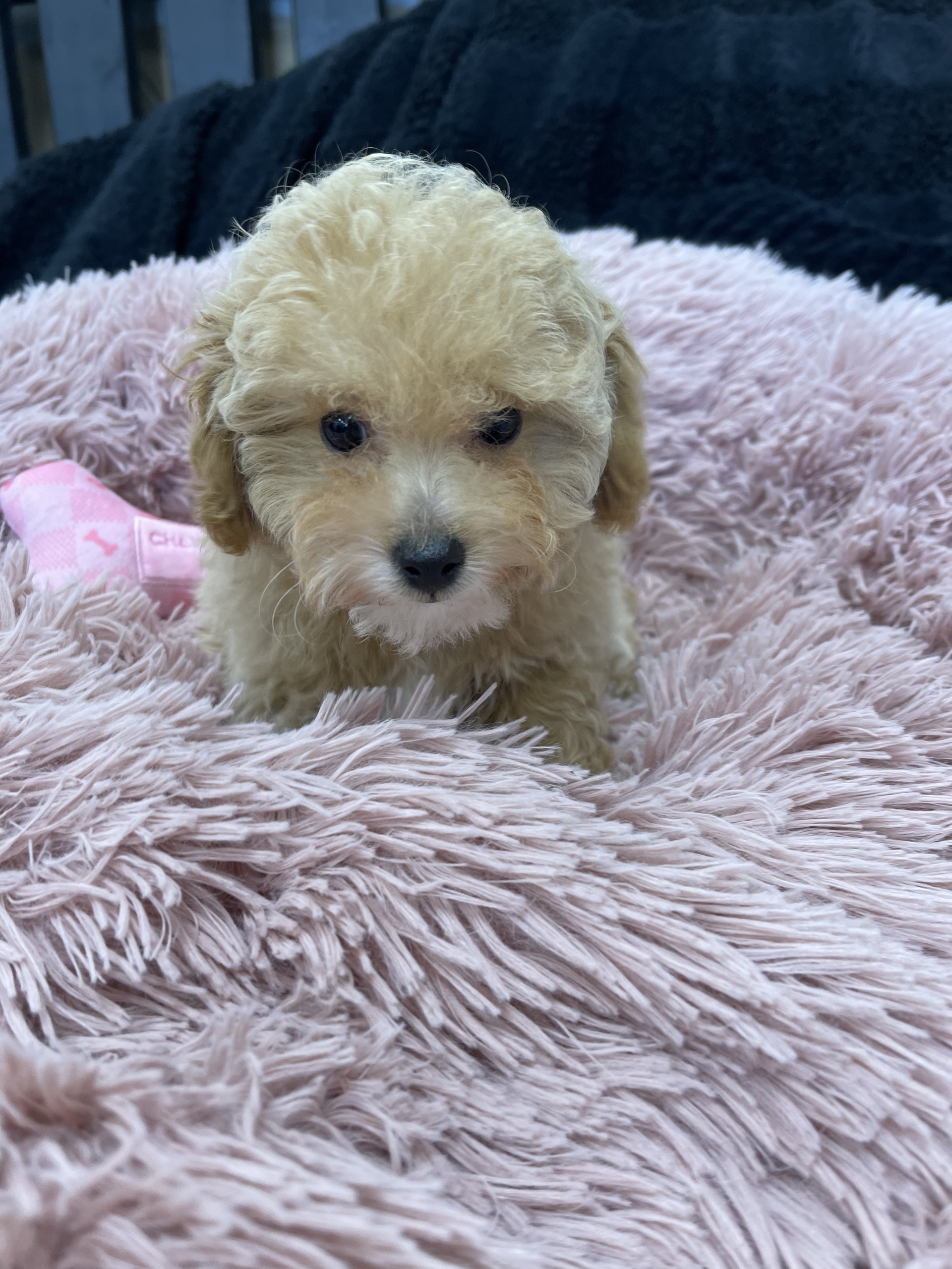 IMG_0909 Hazel (Toy Poodle) - Image 6