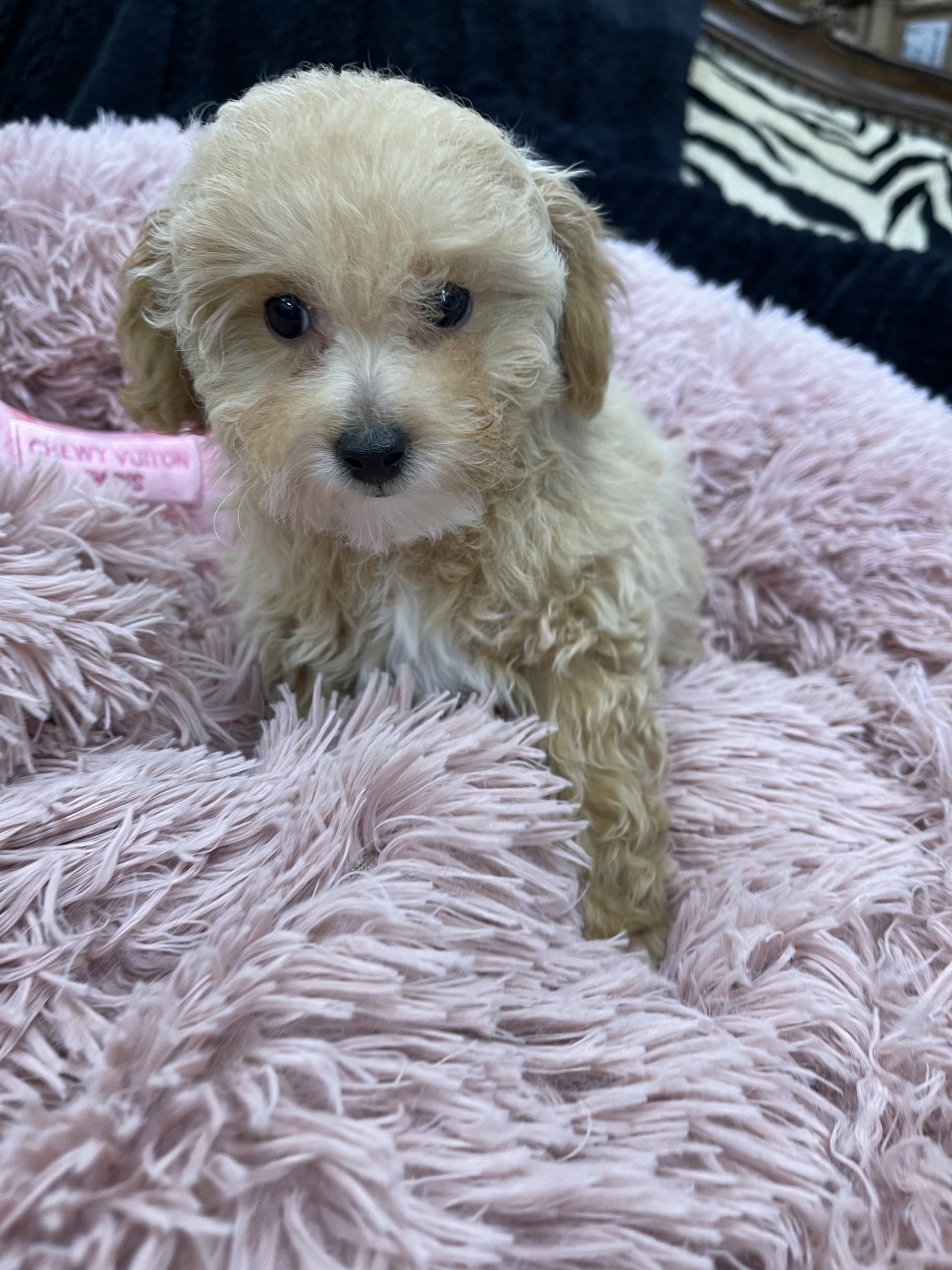 IMG_0924 Hazel (Toy Poodle) - Image 10