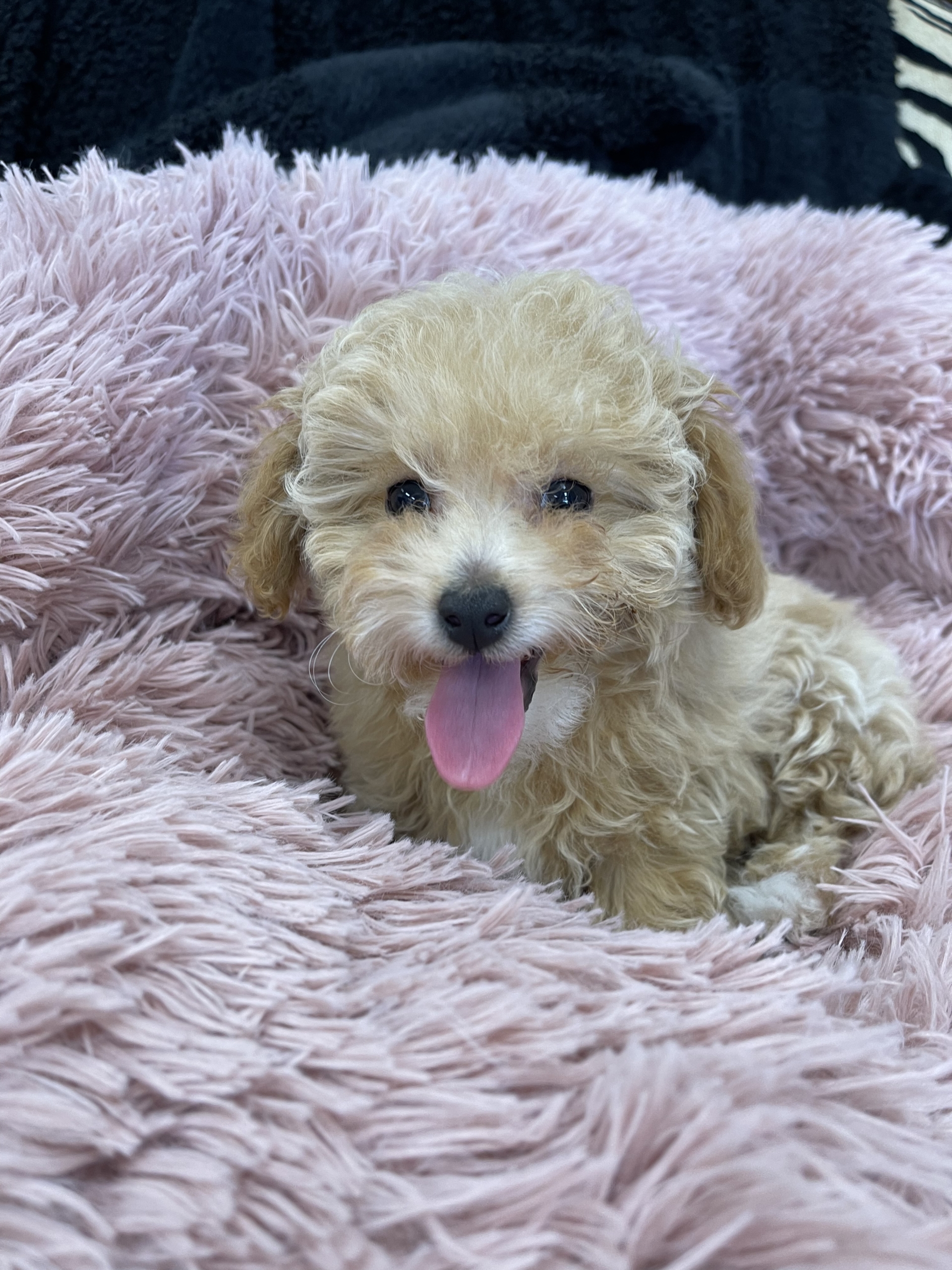 IMG_0942 Hazel (Toy Poodle) - Image 3