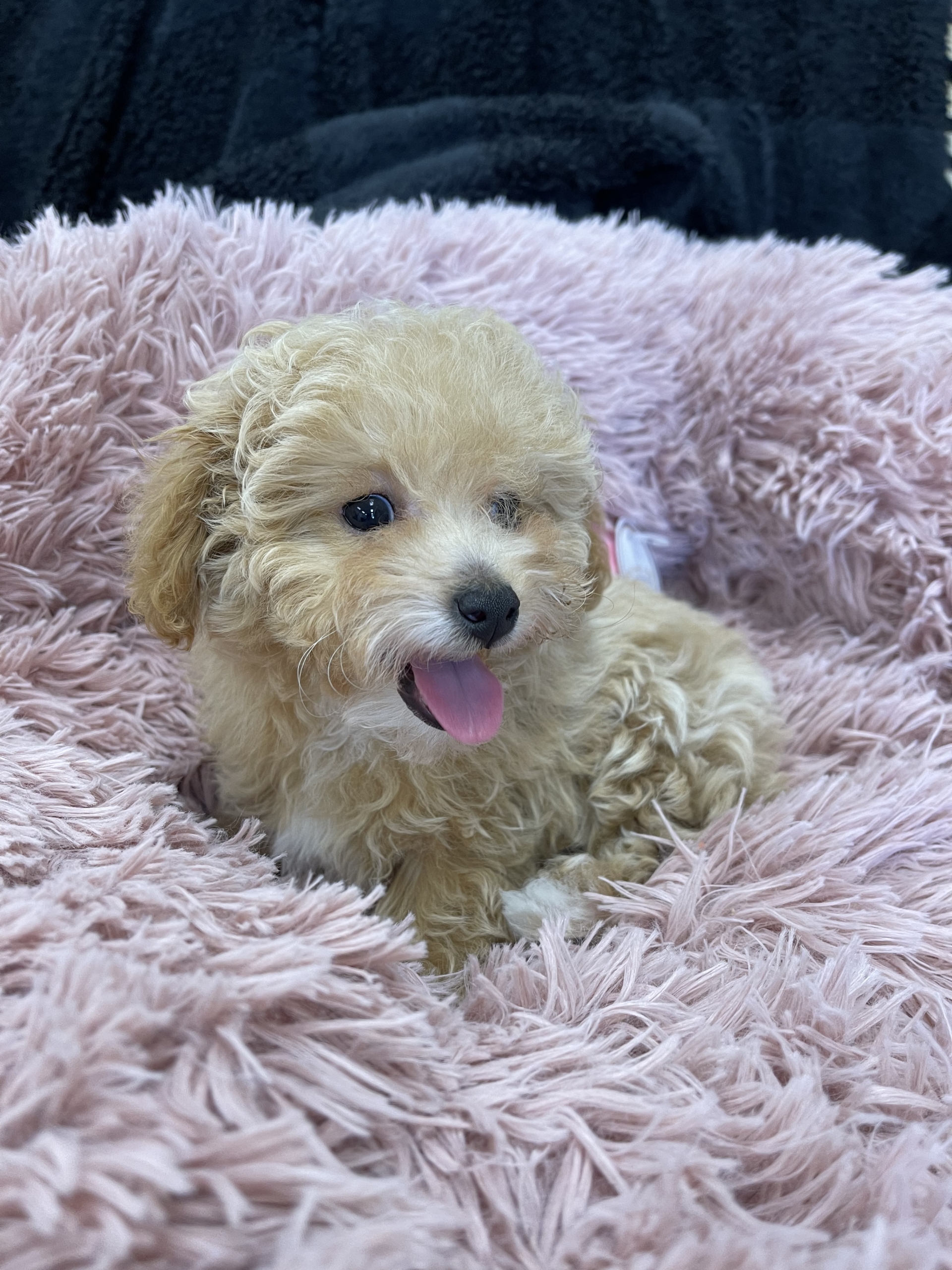 IMG_0943 Hazel (Toy Poodle) - Image 9