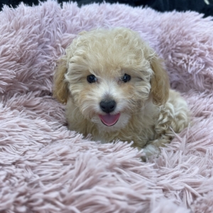 IMG_0945 Hazel (Toy Poodle)