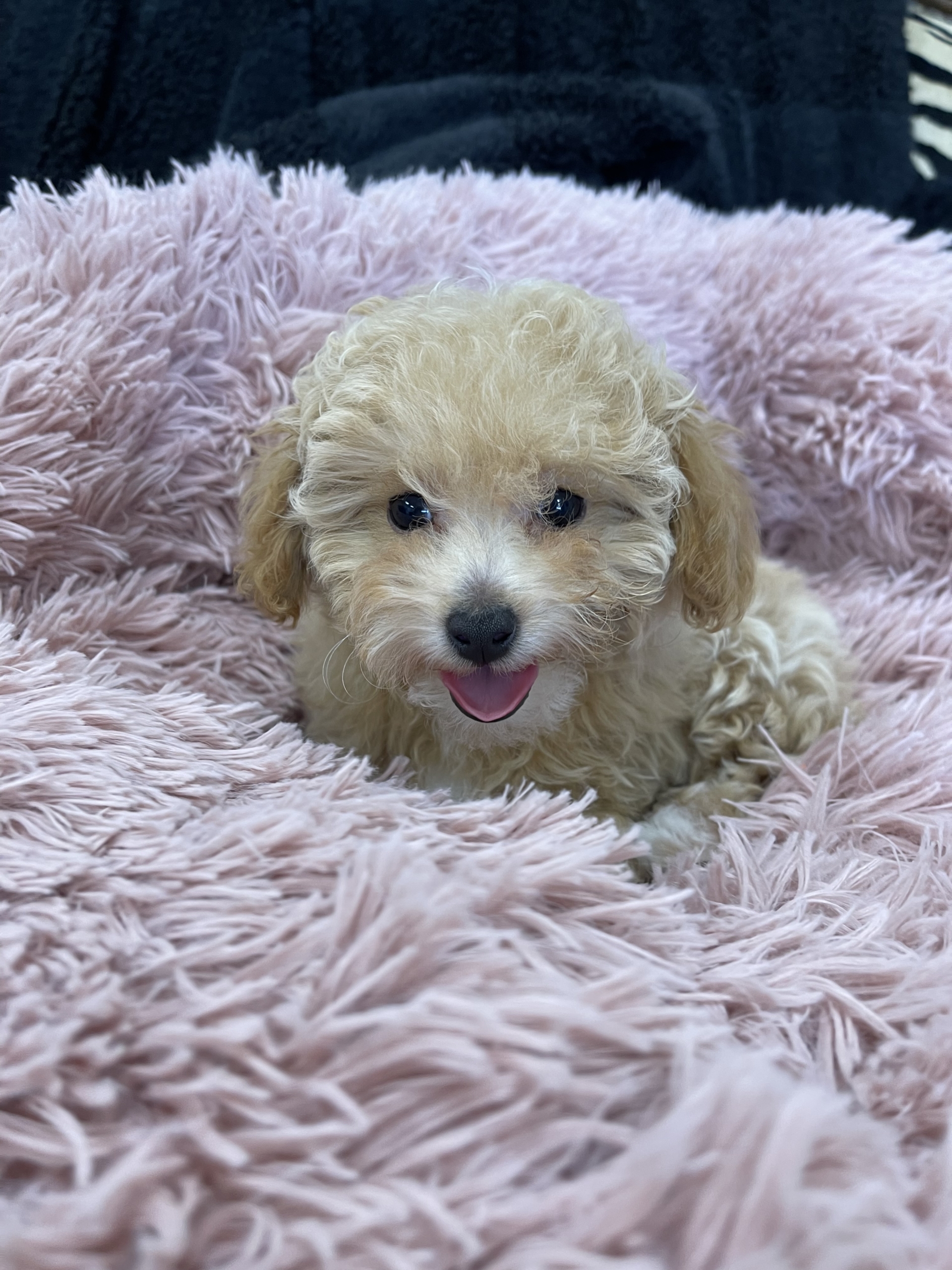 IMG_0945 Hazel (Toy Poodle)