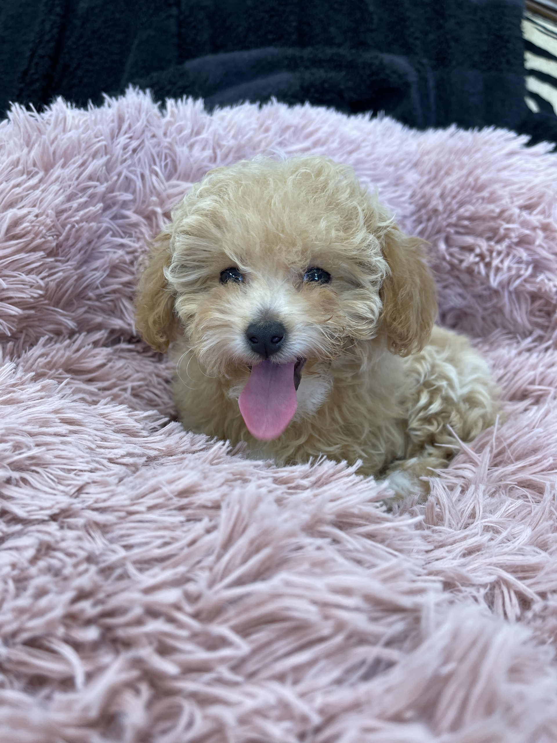 IMG_0946 Hazel (Toy Poodle) - Image 7