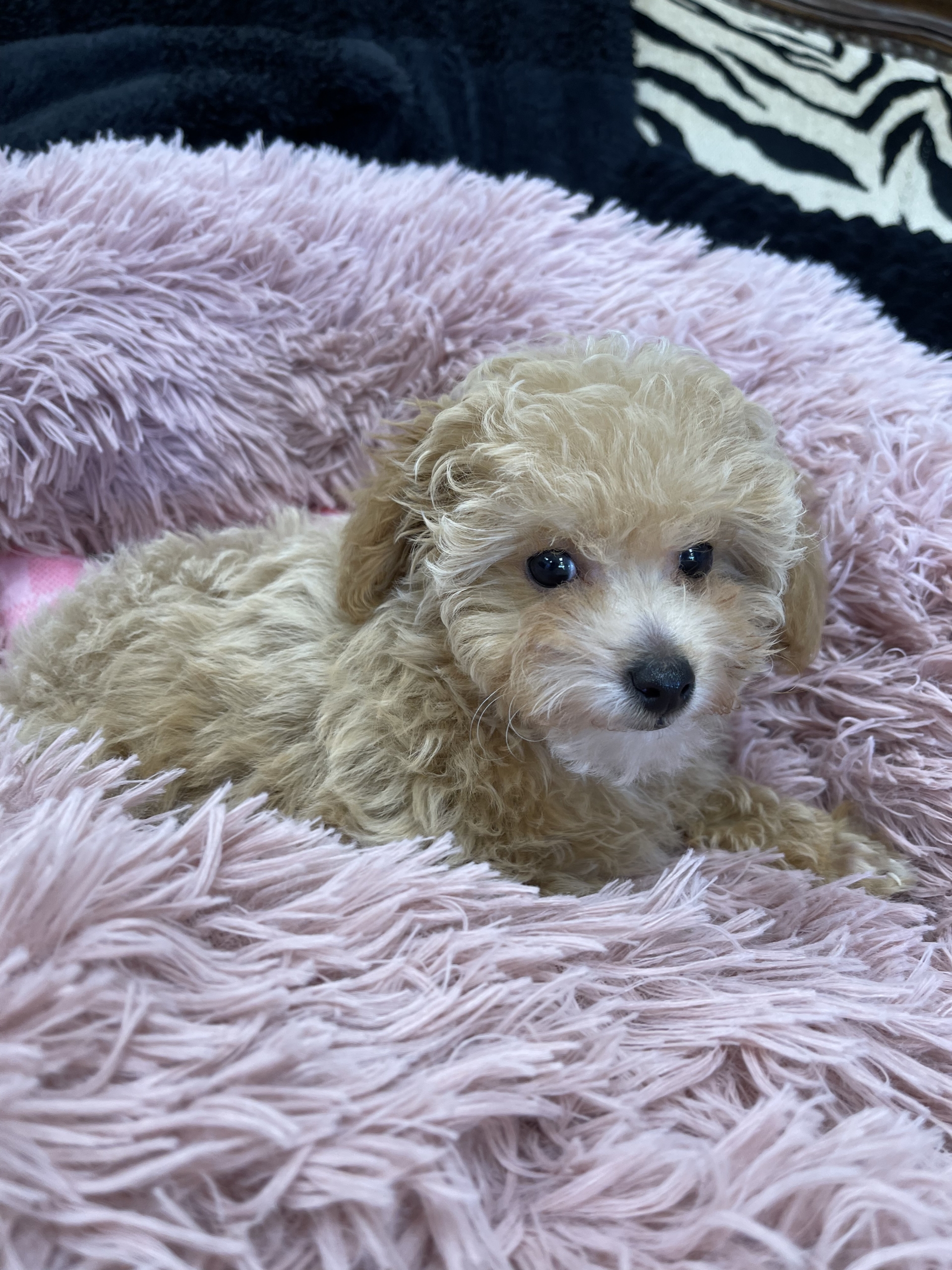 IMG_1002 Hazel (Toy Poodle) - Image 2