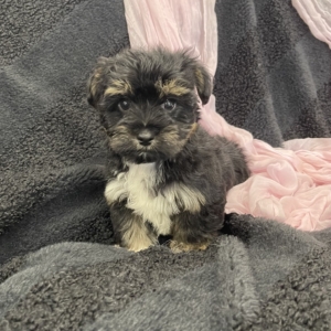 puppies for sale in boca raton