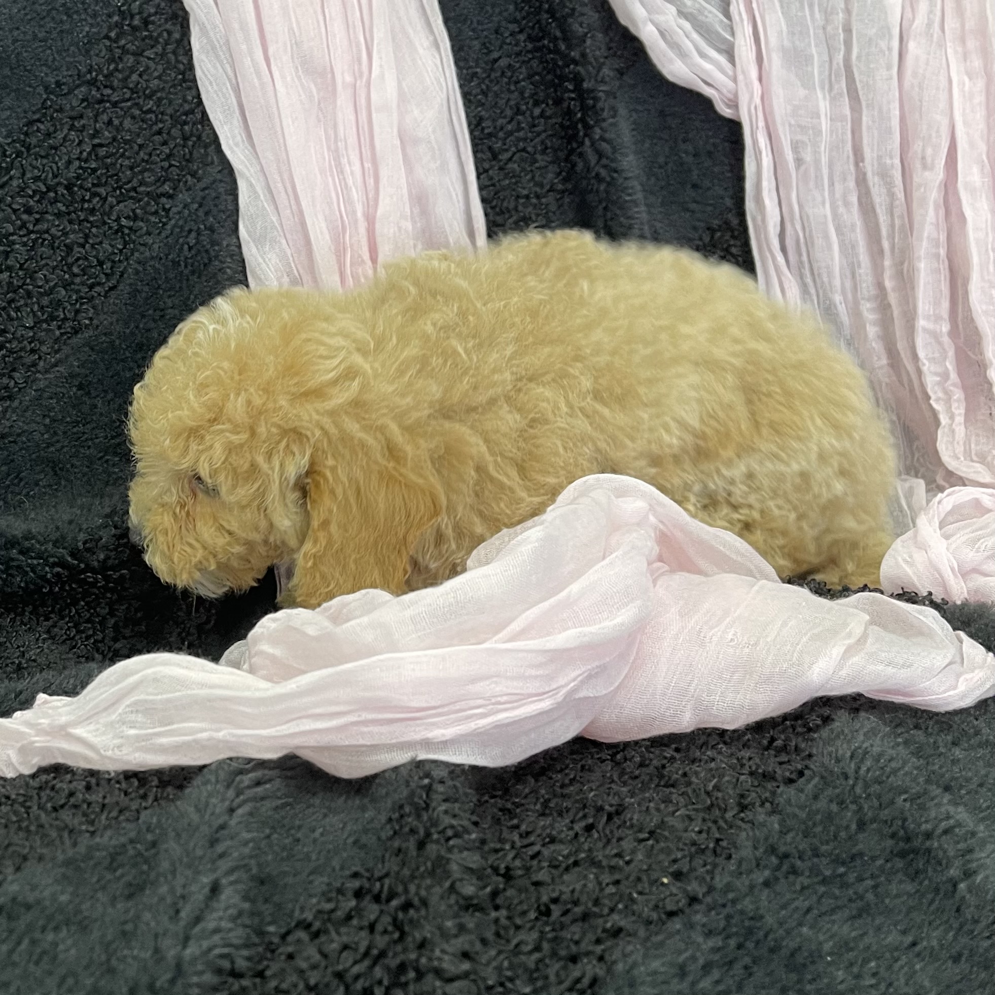 IMG_1106 Peaches (Bichapoo) - Image 3