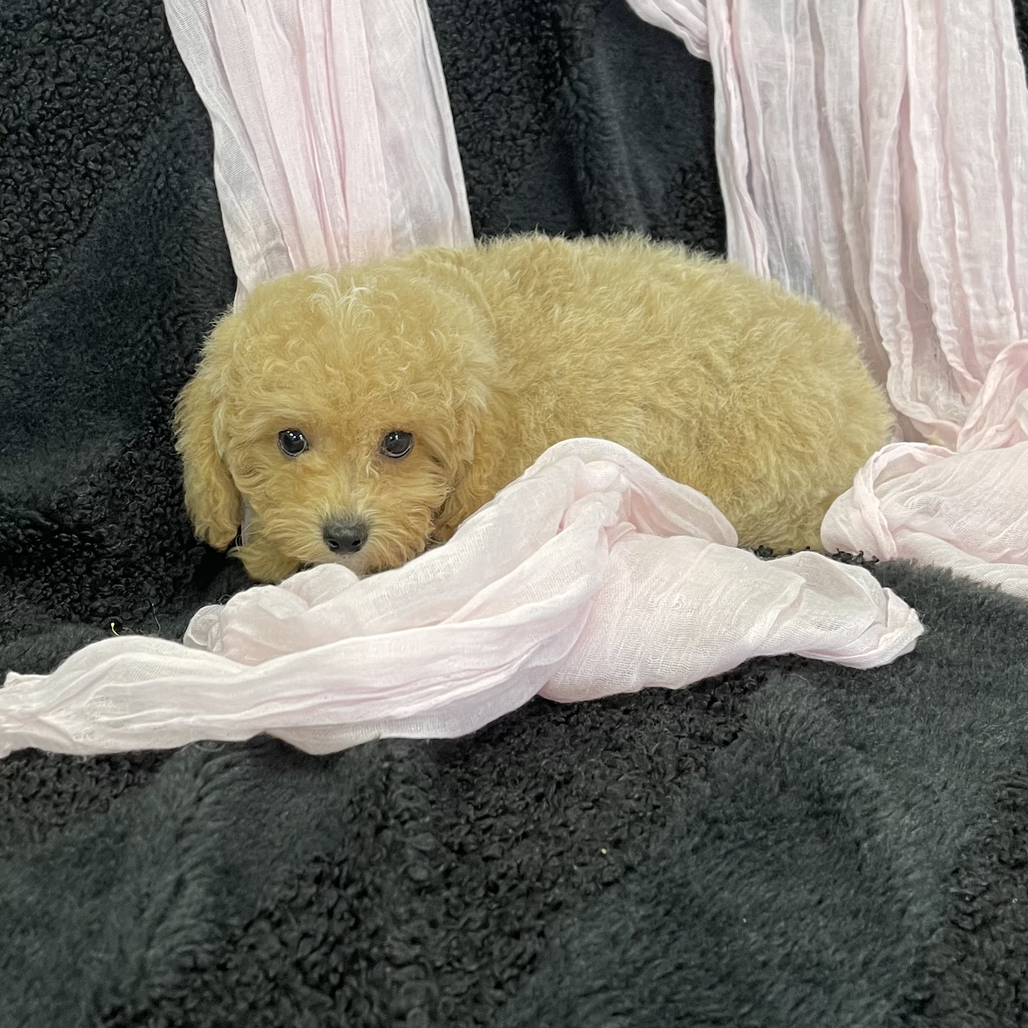 IMG_1110 Peaches (Bichapoo) - Image 5