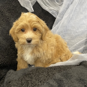 puppies for sale in boca raton