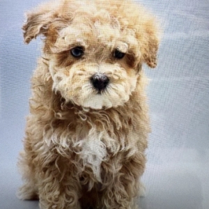 puppies for sale in boca raton