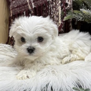 puppy grooming in boca raton puppies for sale in boca raton