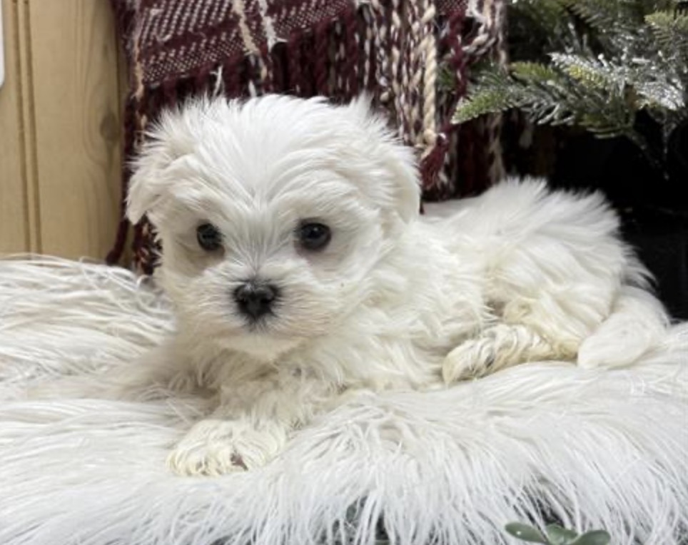 puppy grooming in boca raton puppies for sale in boca raton