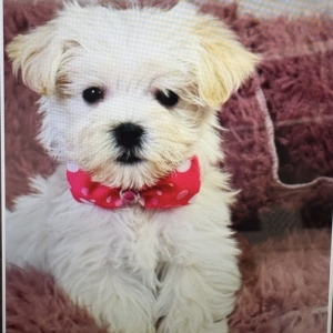 puppies for sale in boca raton