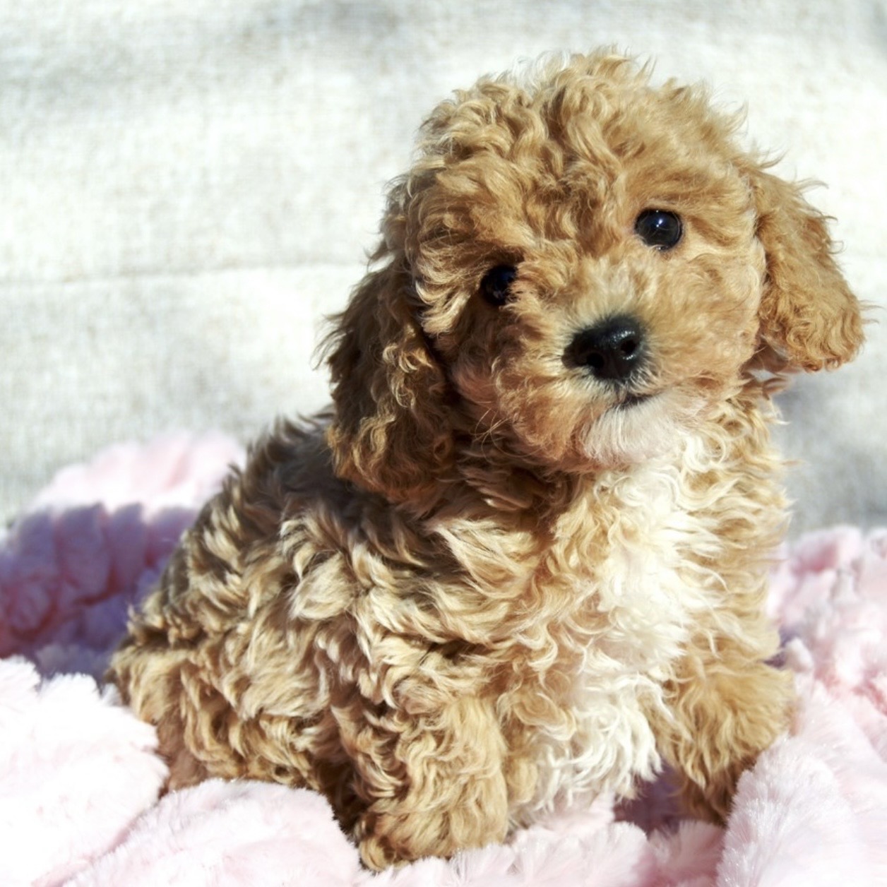 puppy grooming in boca raton puppies for sale in boca raton