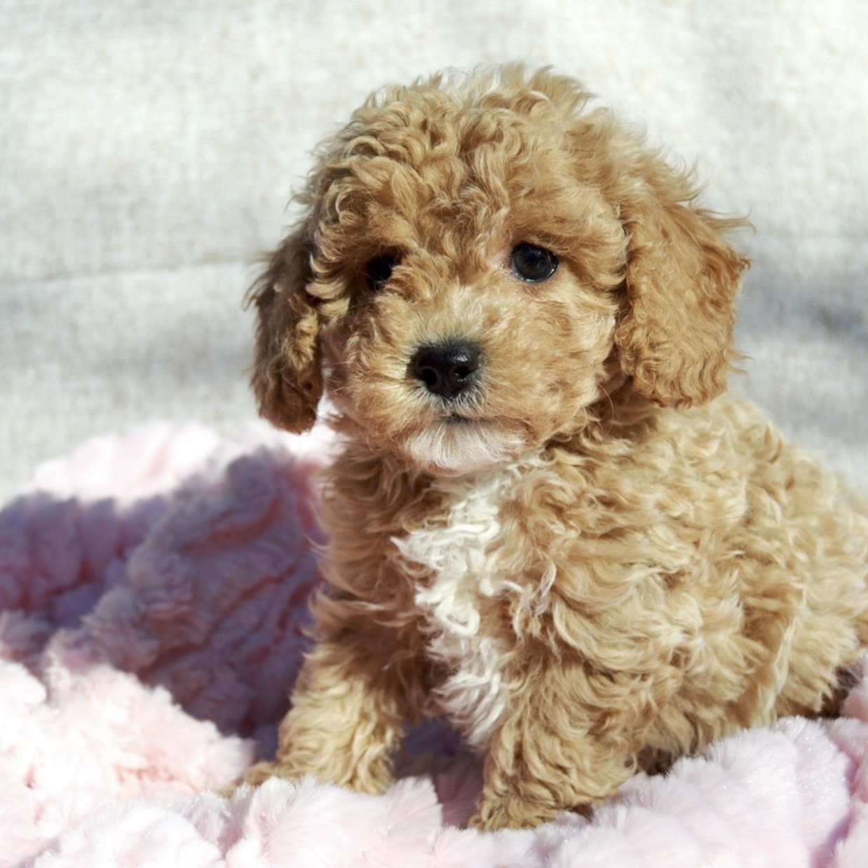 puppy grooming in boca raton puppies for sale in boca raton