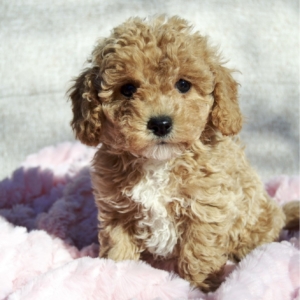 puppy grooming in boca raton puppies for sale in boca raton