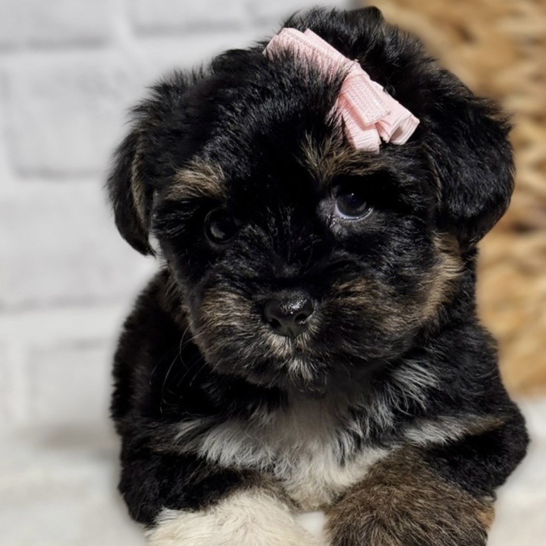 Screenshot Roxy (Snorkie) - Image 2