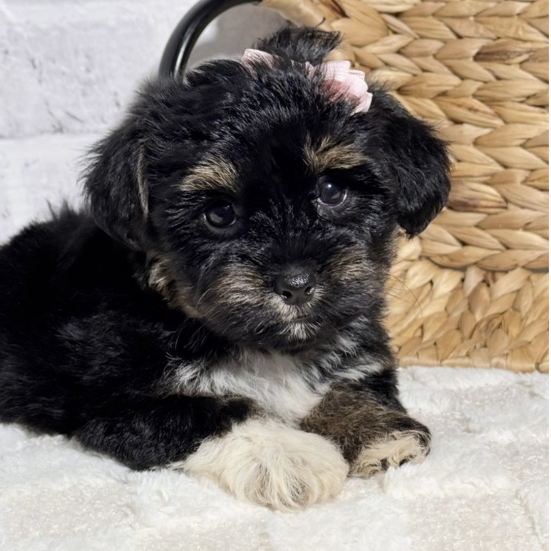 Screenshot Roxy (Snorkie)