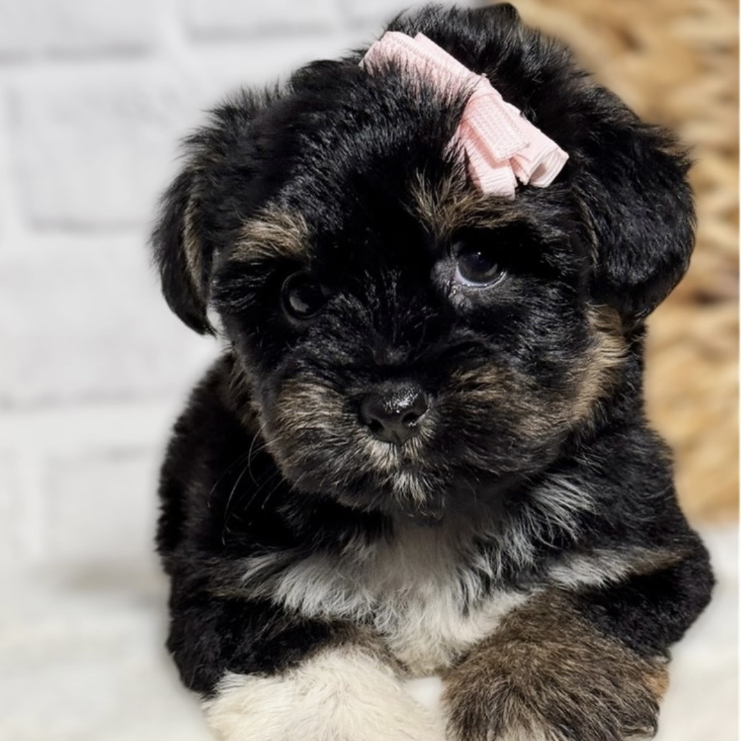 Screenshot Roxy (Snorkie) - Image 3