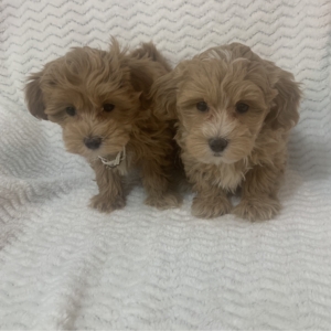 Brother & Sister (Maltipoo) Still With Mommy