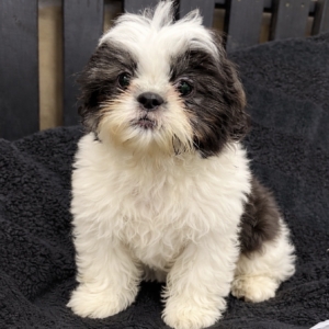 puppies for sale in boca raton