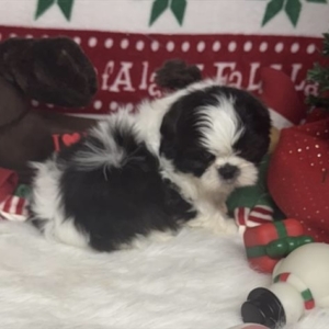 puppy grooming in boca raton puppies for sale in boca raton