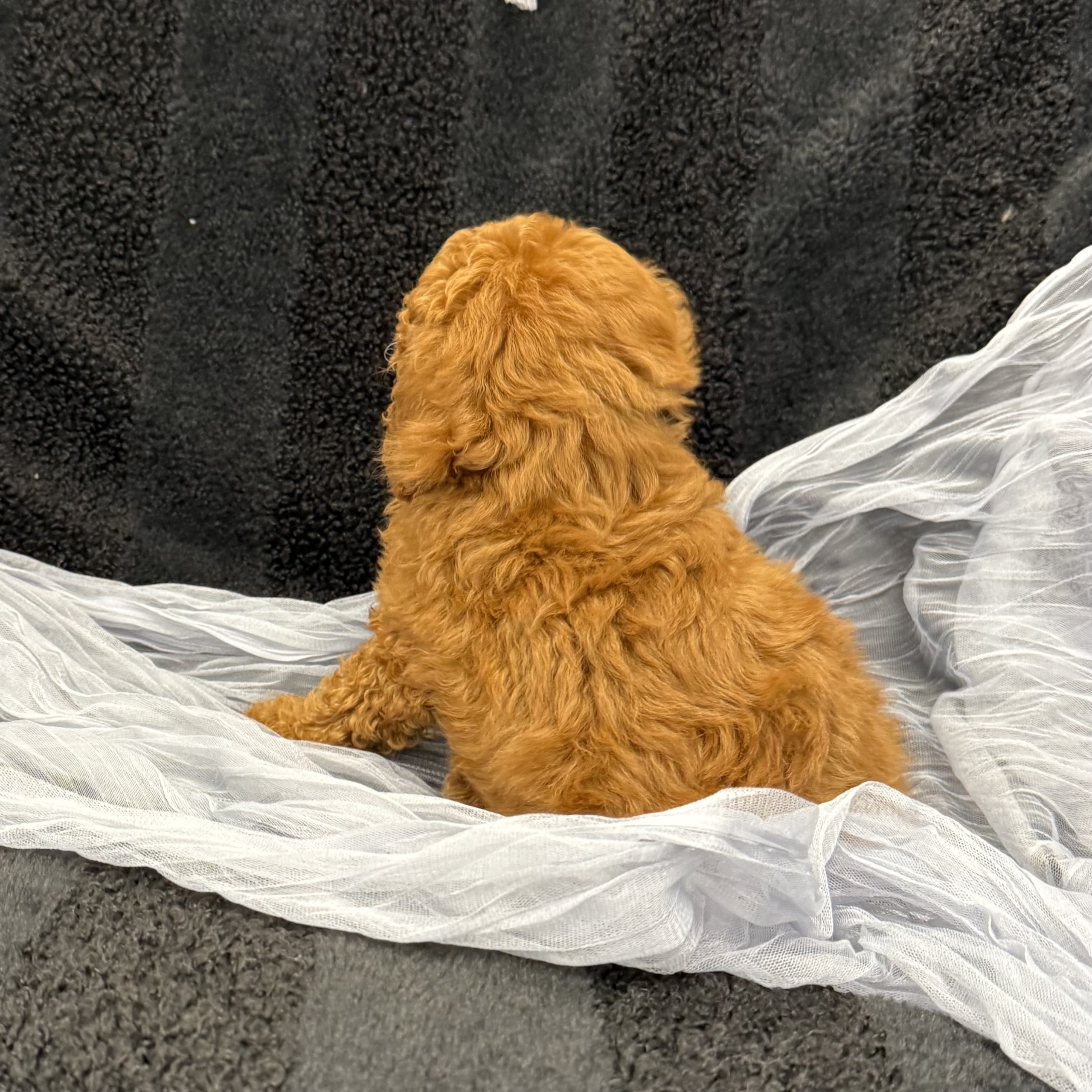 puppy grooming in boca raton puppies for sale in boca raton