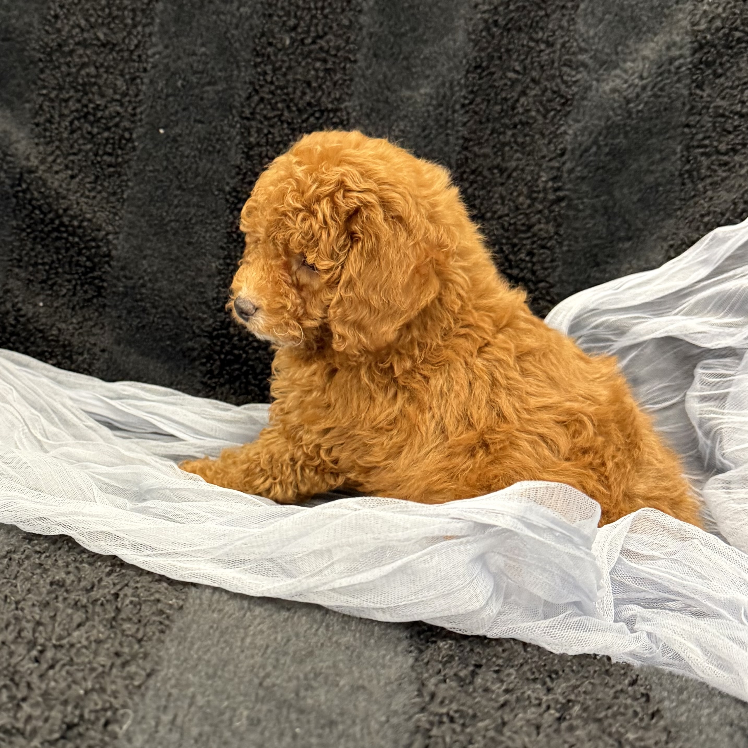 puppy grooming in boca raton puppies for sale in boca raton