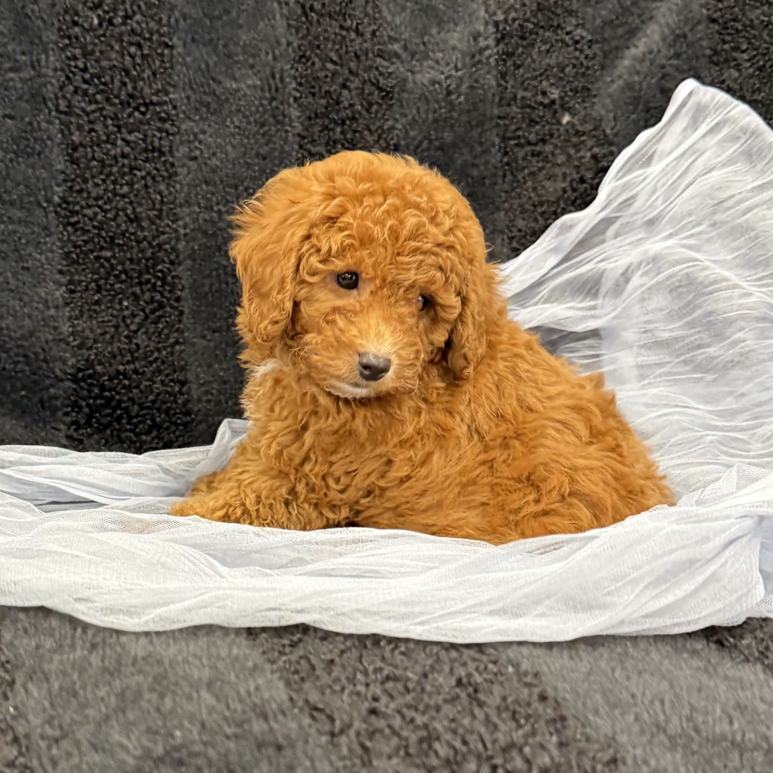 puppy grooming in boca raton puppies for sale in boca raton