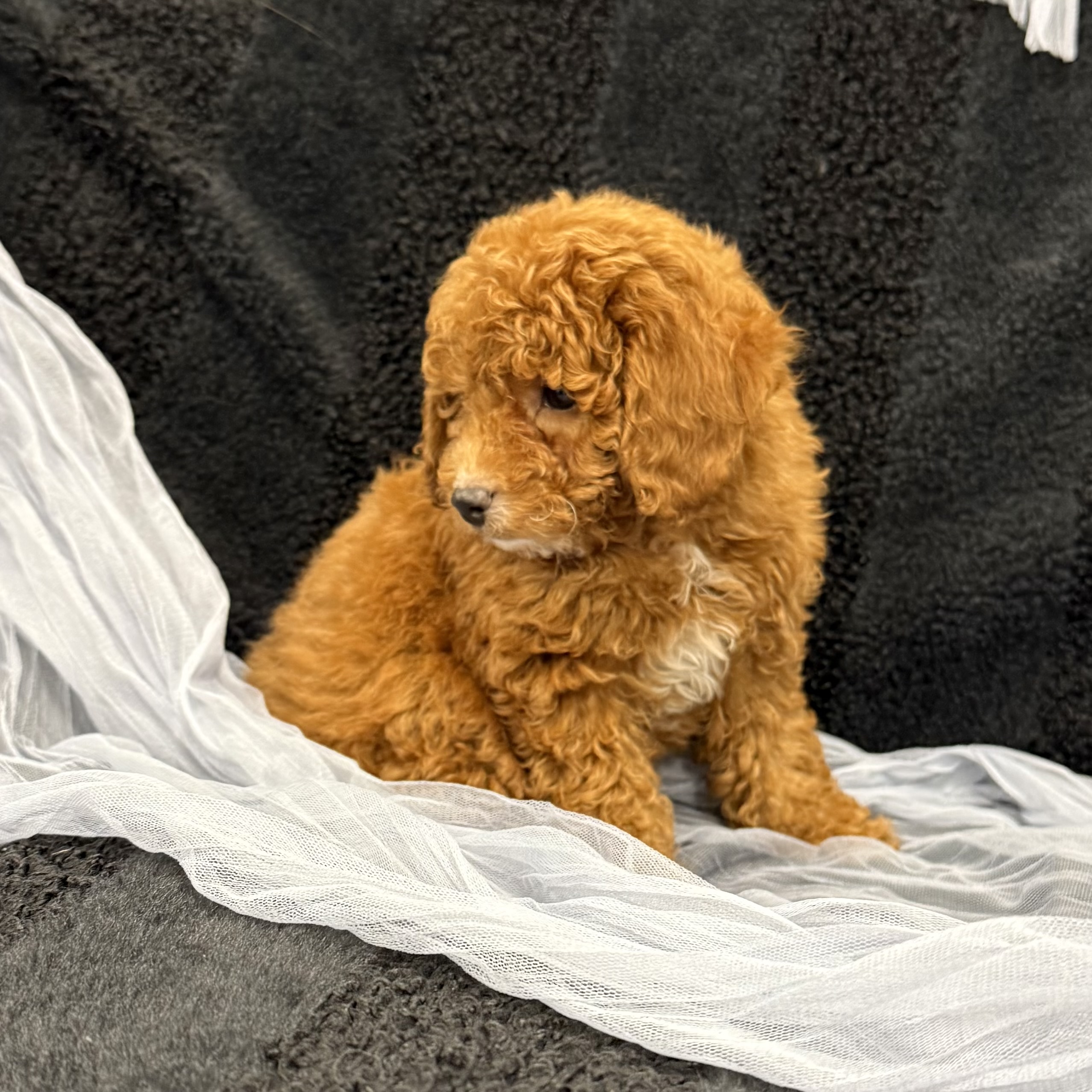 puppy grooming in boca raton puppies for sale in boca raton