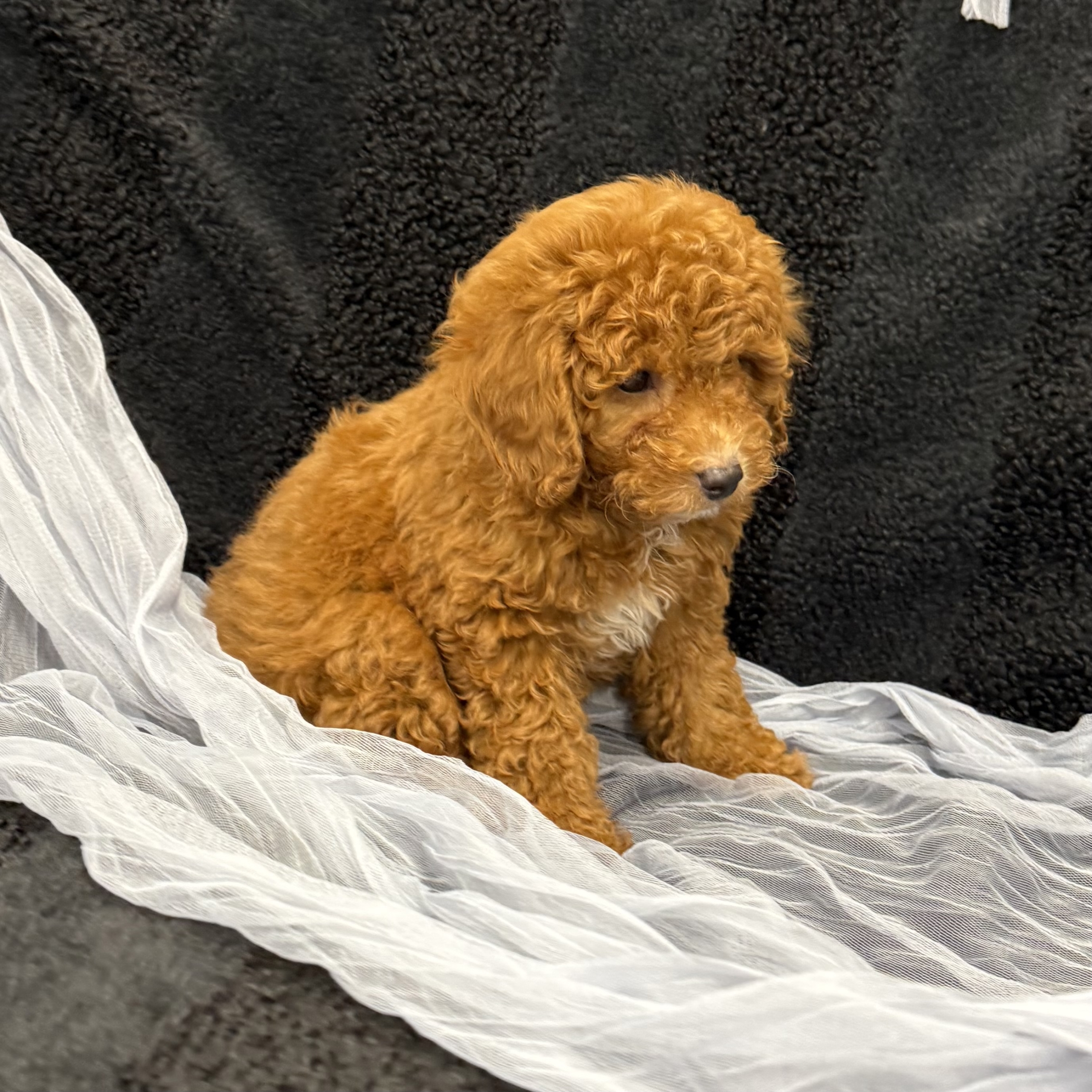 puppy grooming in boca raton puppies for sale in boca raton