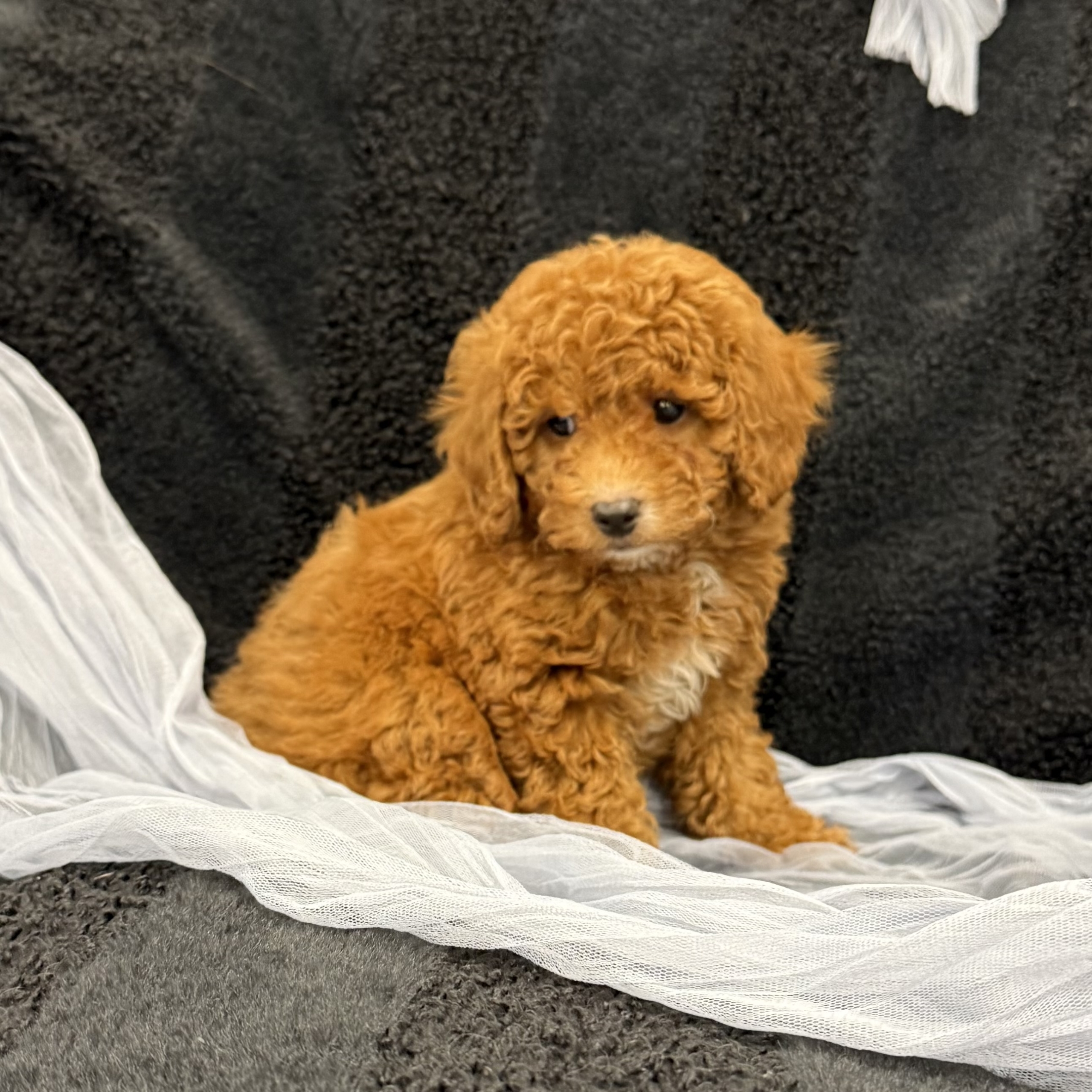 puppy grooming in boca raton puppies for sale in boca raton