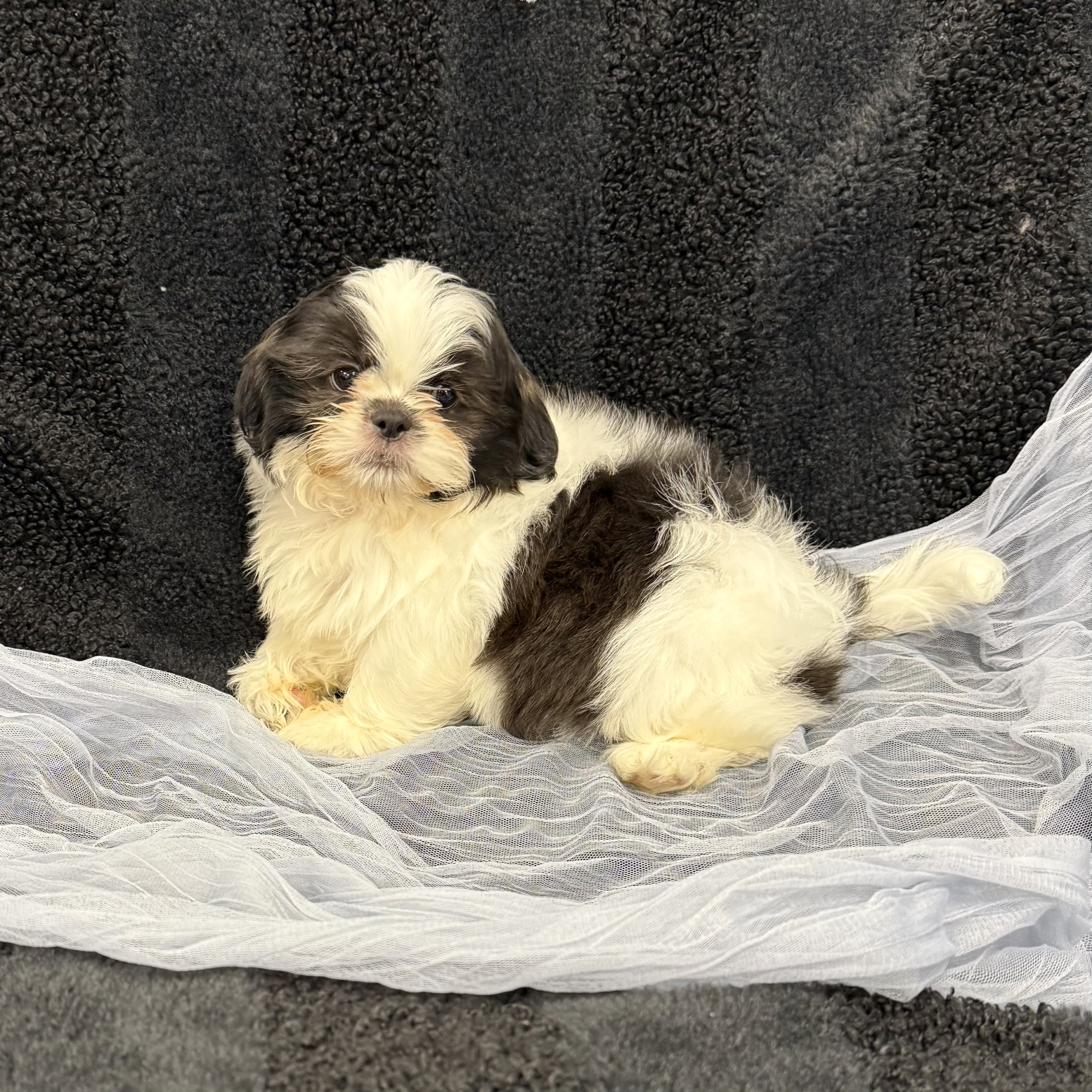 puppy grooming in boca raton puppies for sale in boca raton