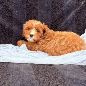 puppy grooming in boca raton puppies for sale in boca raton