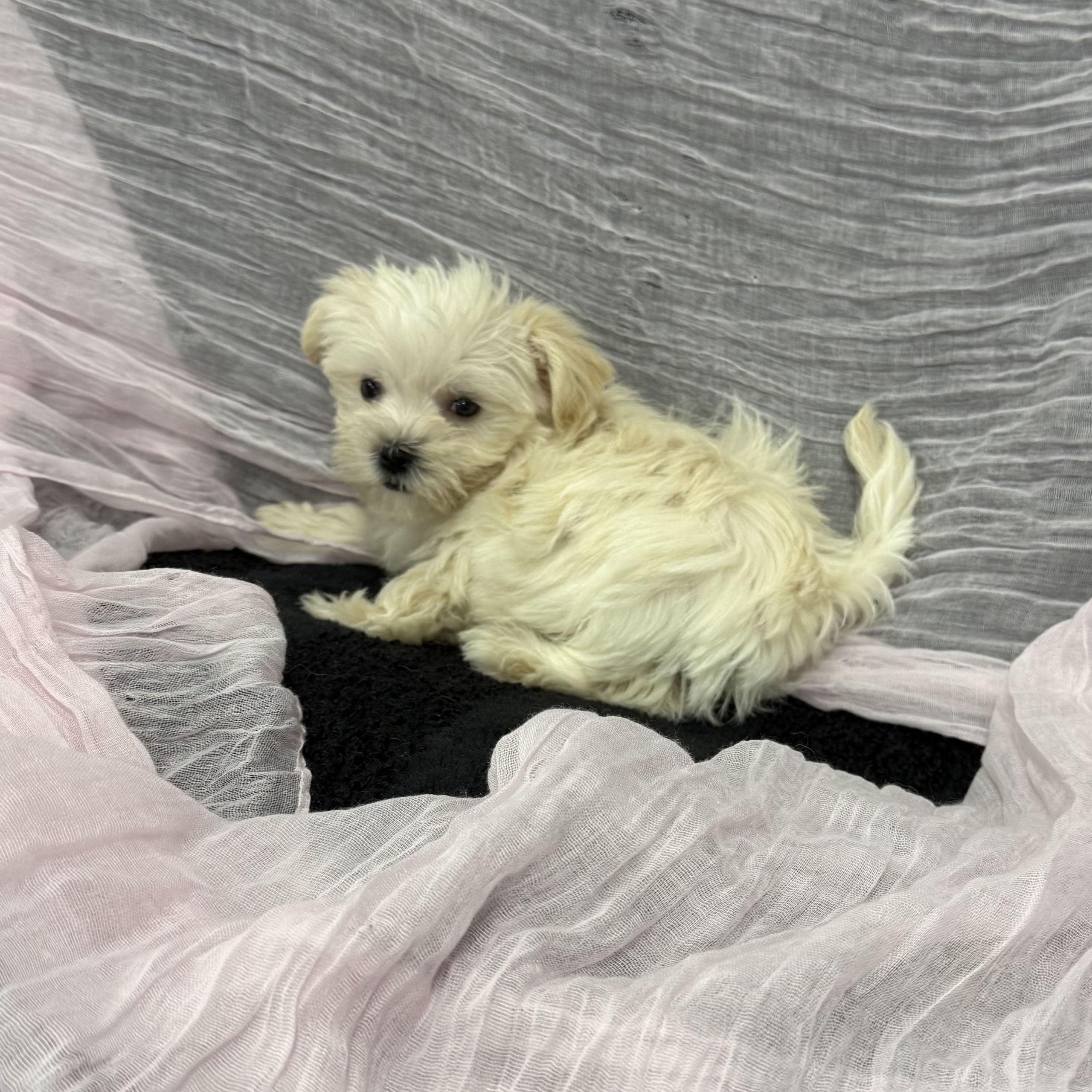 puppy grooming in boca raton puppies for sale in boca raton