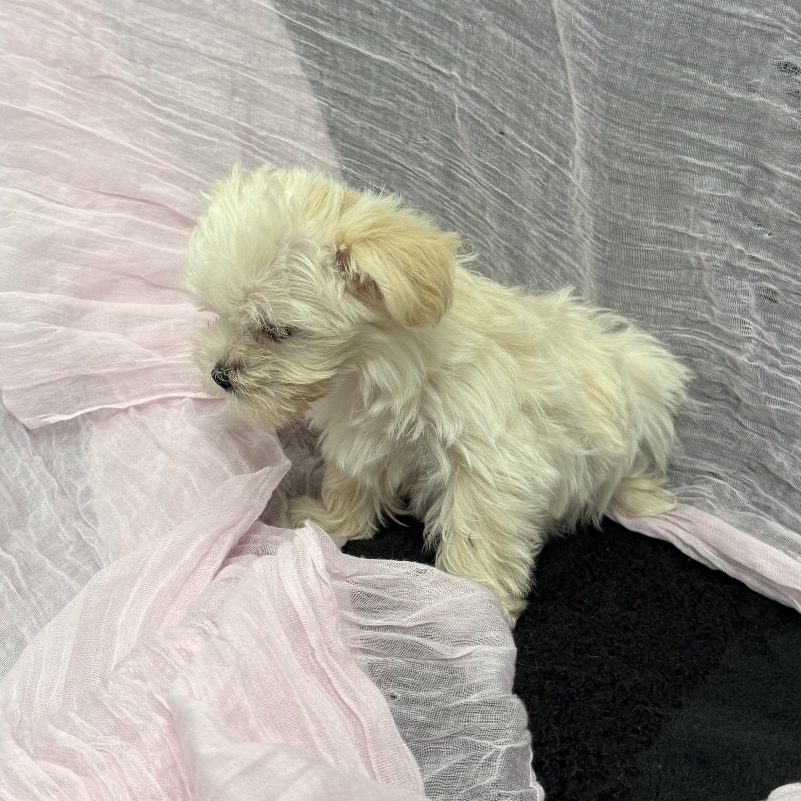 puppy grooming in boca raton puppies for sale in boca raton