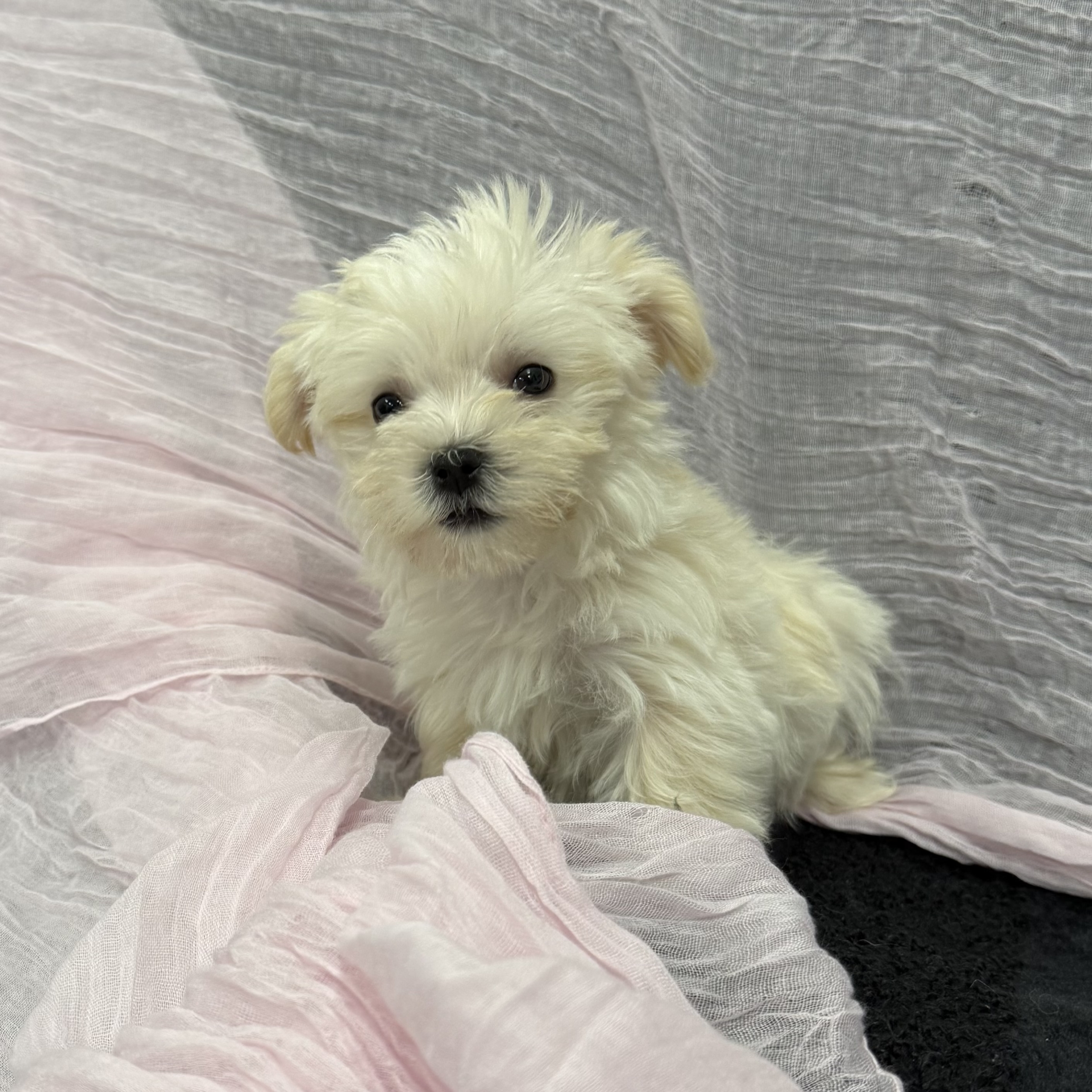 puppy grooming in boca raton puppies for sale in boca raton