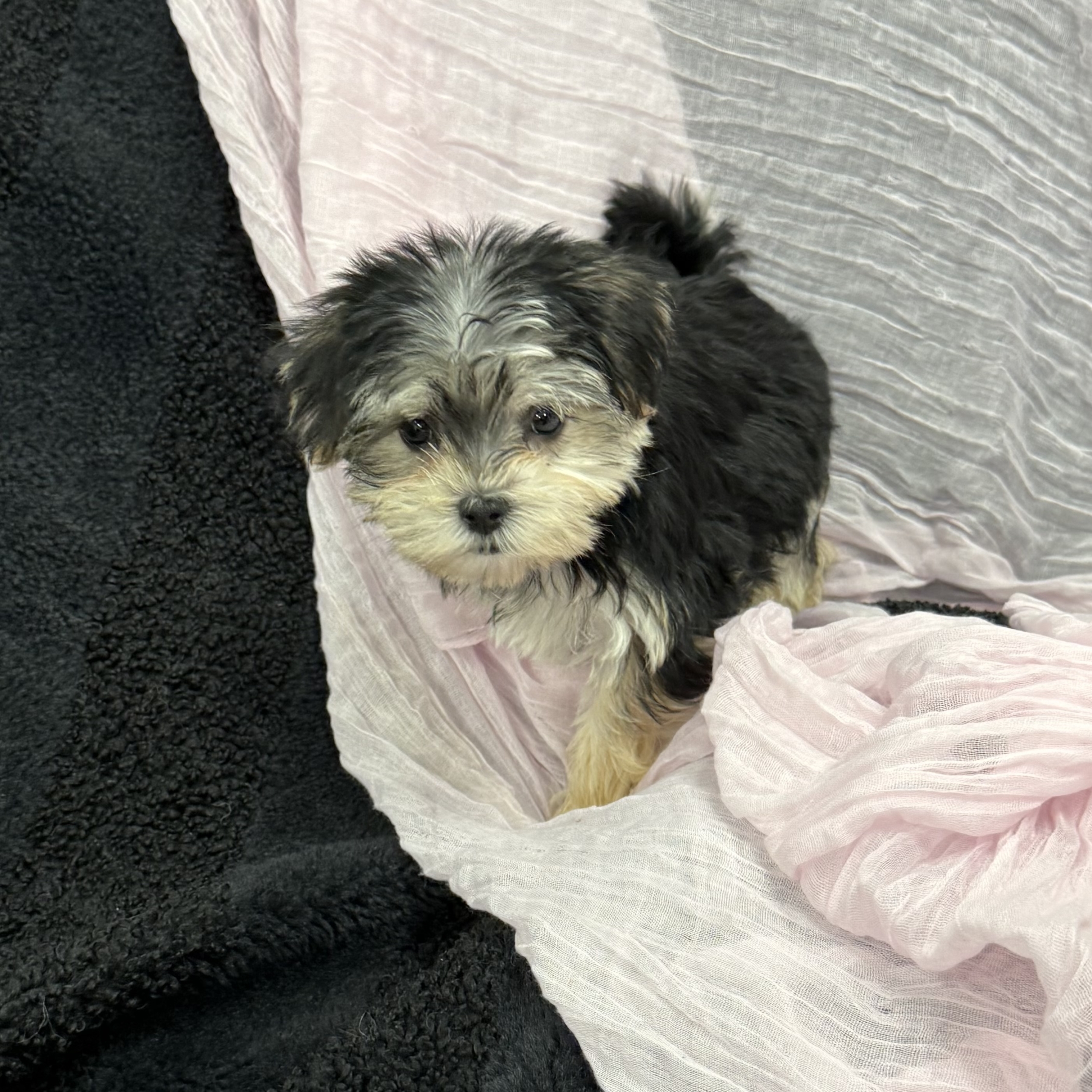 puppy grooming in boca raton puppies for sale in boca raton