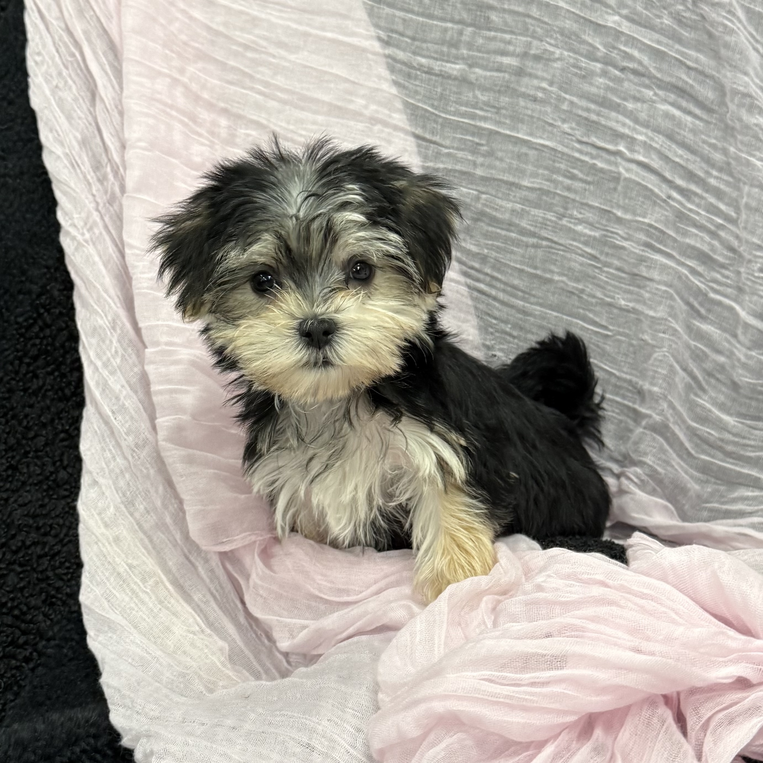 puppy grooming in boca raton puppies for sale in boca raton