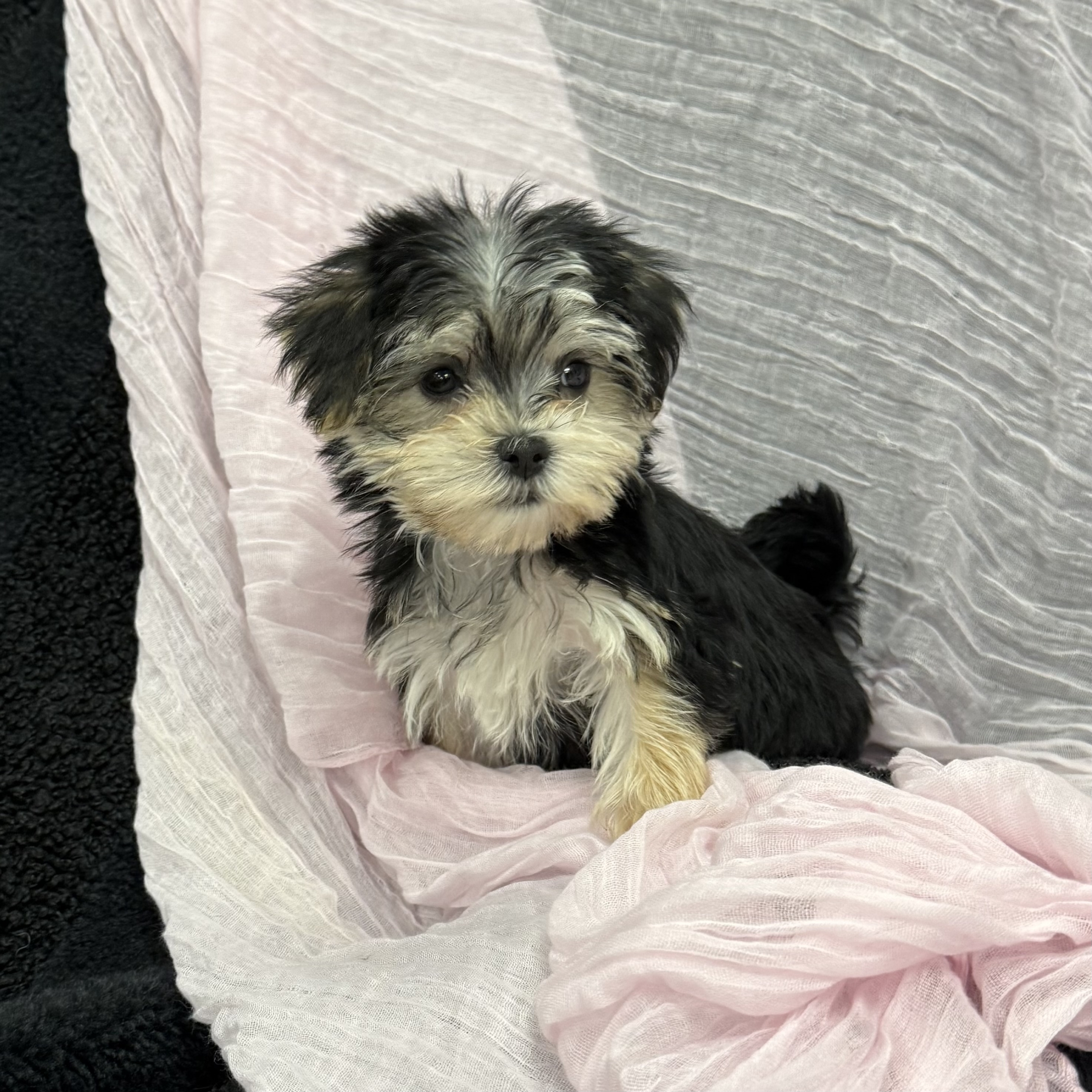 puppy grooming in boca raton puppies for sale in boca raton