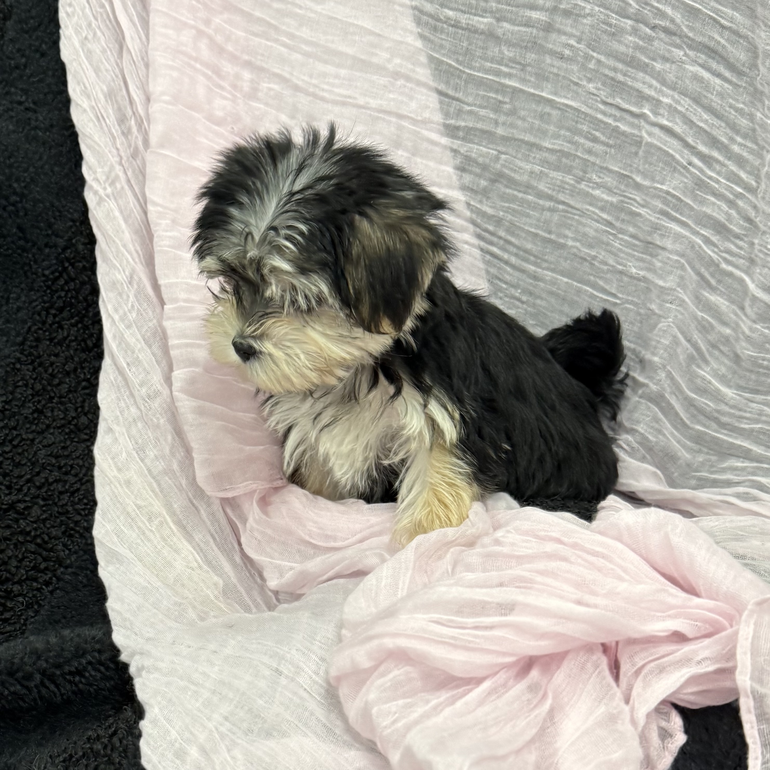 puppy grooming in boca raton puppies for sale in boca raton