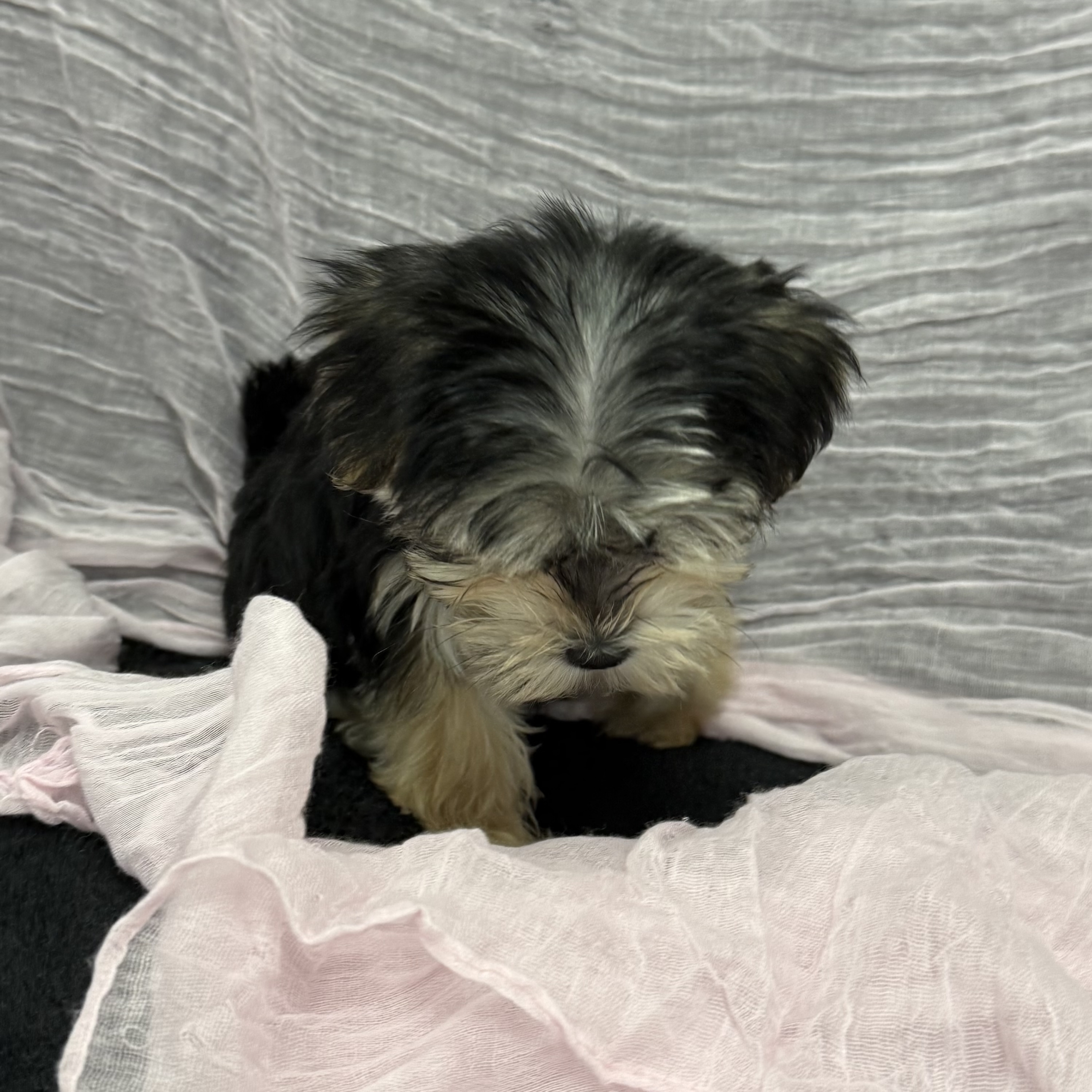 puppy grooming in boca raton puppies for sale in boca raton