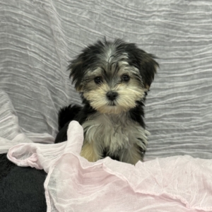 puppy grooming in boca raton puppies for sale in boca raton