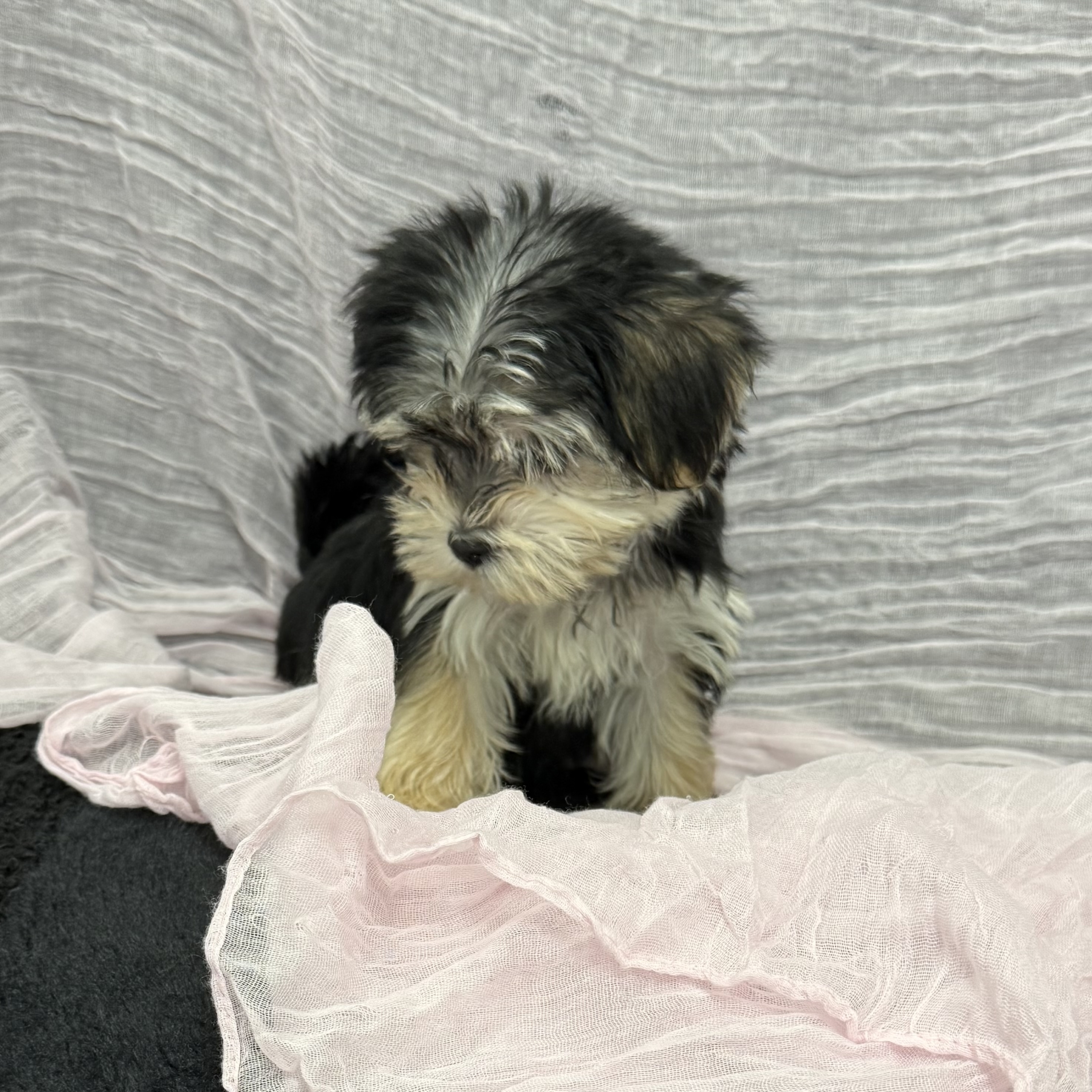 puppy grooming in boca raton puppies for sale in boca raton