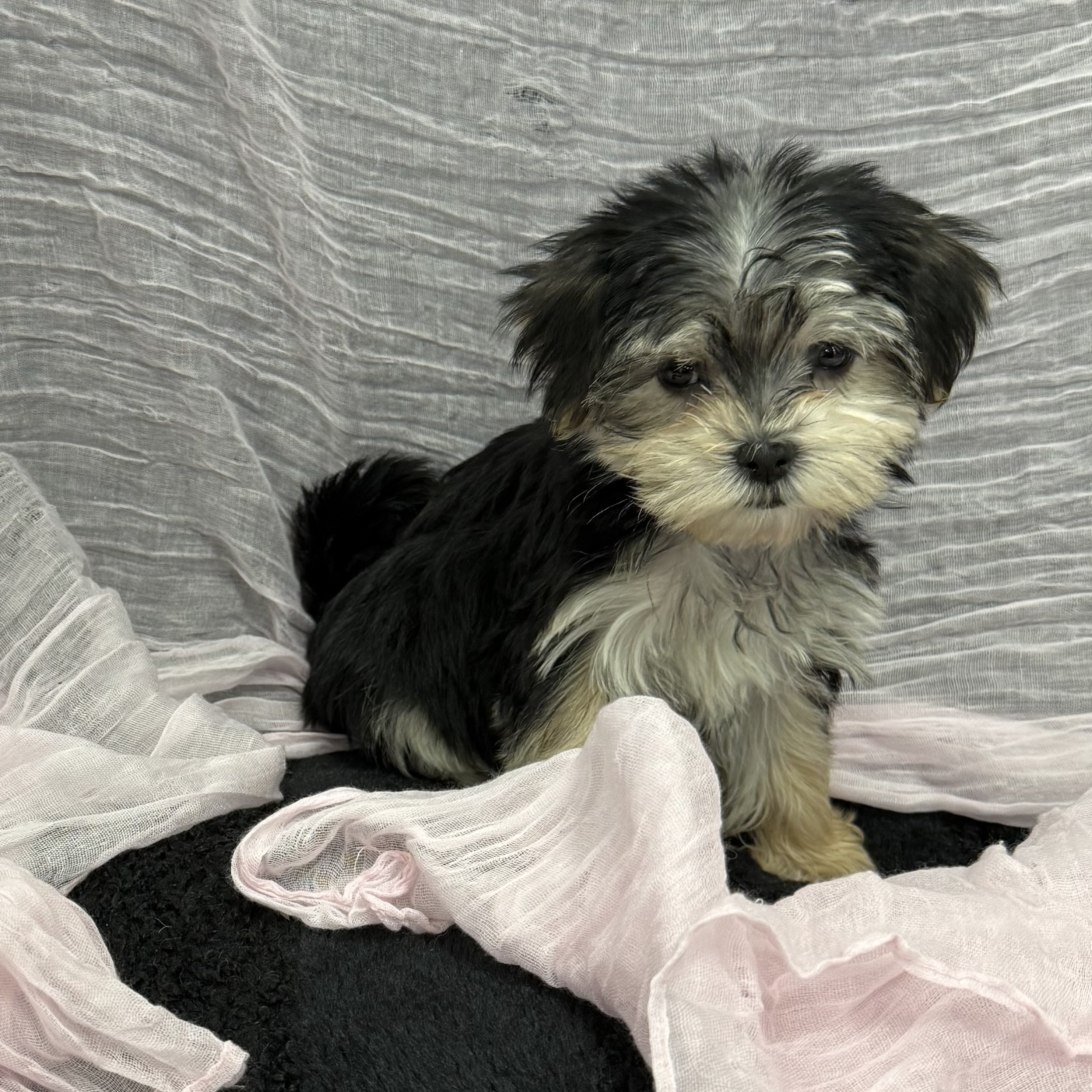 puppy grooming in boca raton puppies for sale in boca raton