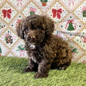 puppy grooming in boca raton puppies for sale in boca raton