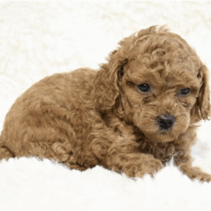 puppy grooming in boca raton puppies for sale in boca raton