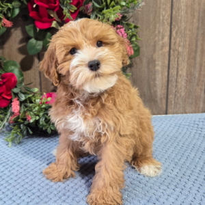 puppies for sale in boca raton
