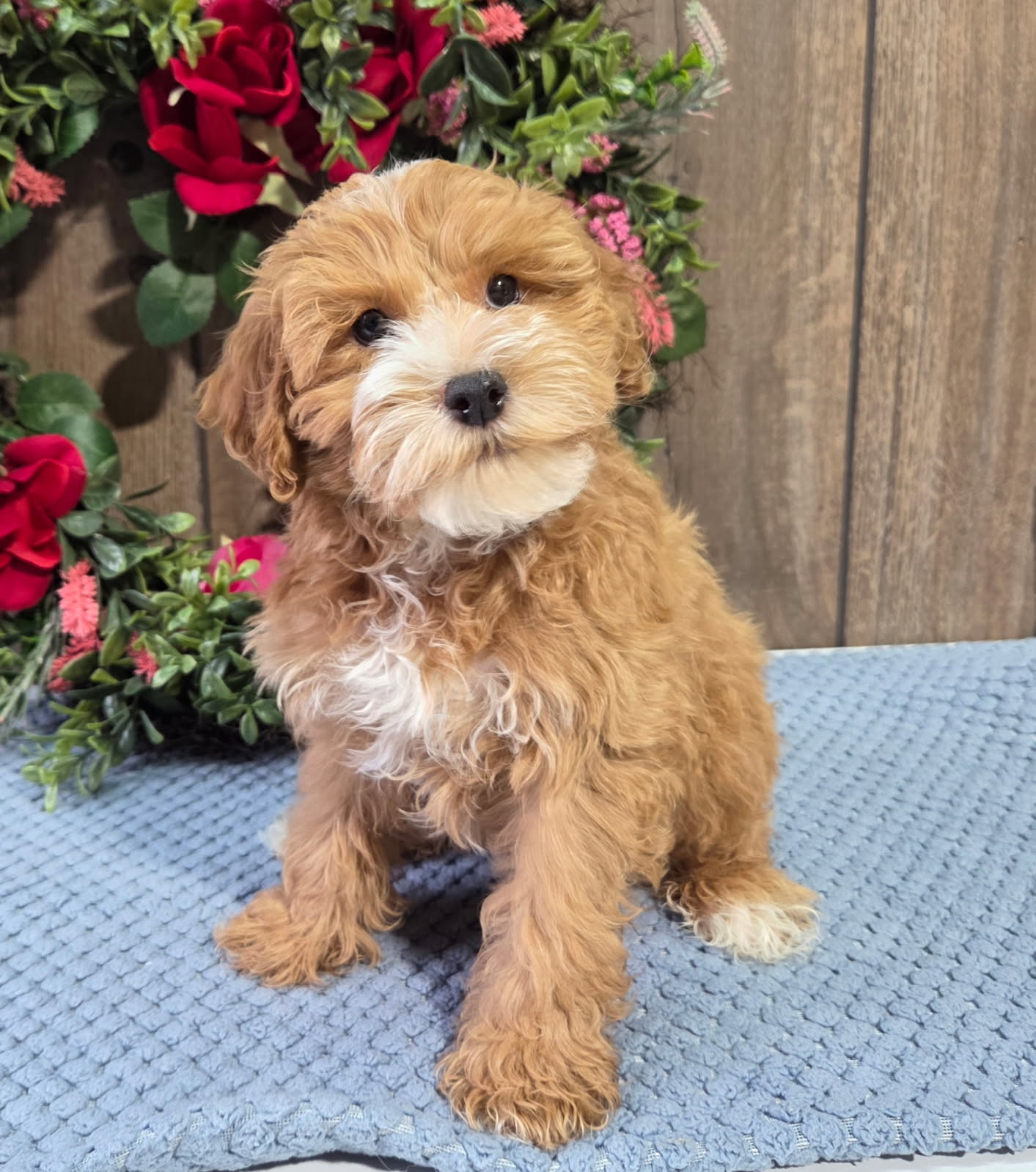 123_1 Bourbon (Havapoo)